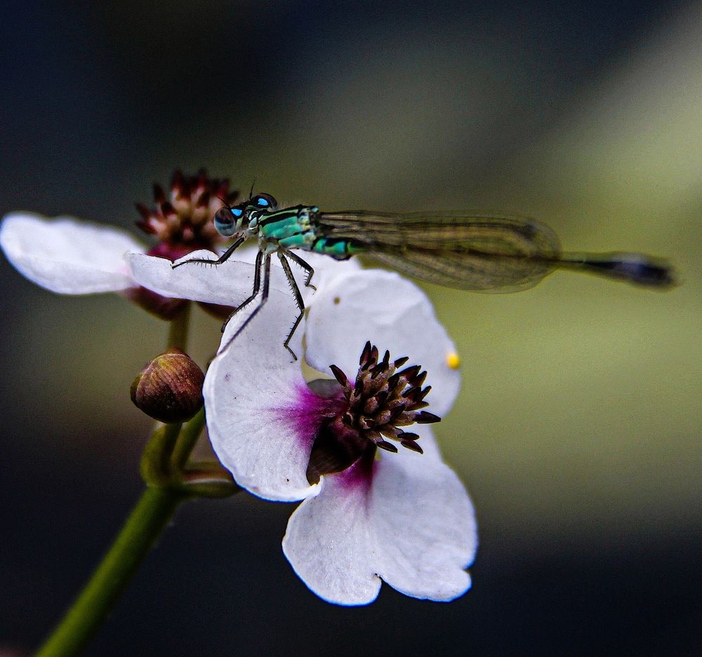 Фотография автора Nepran Vyacheslav