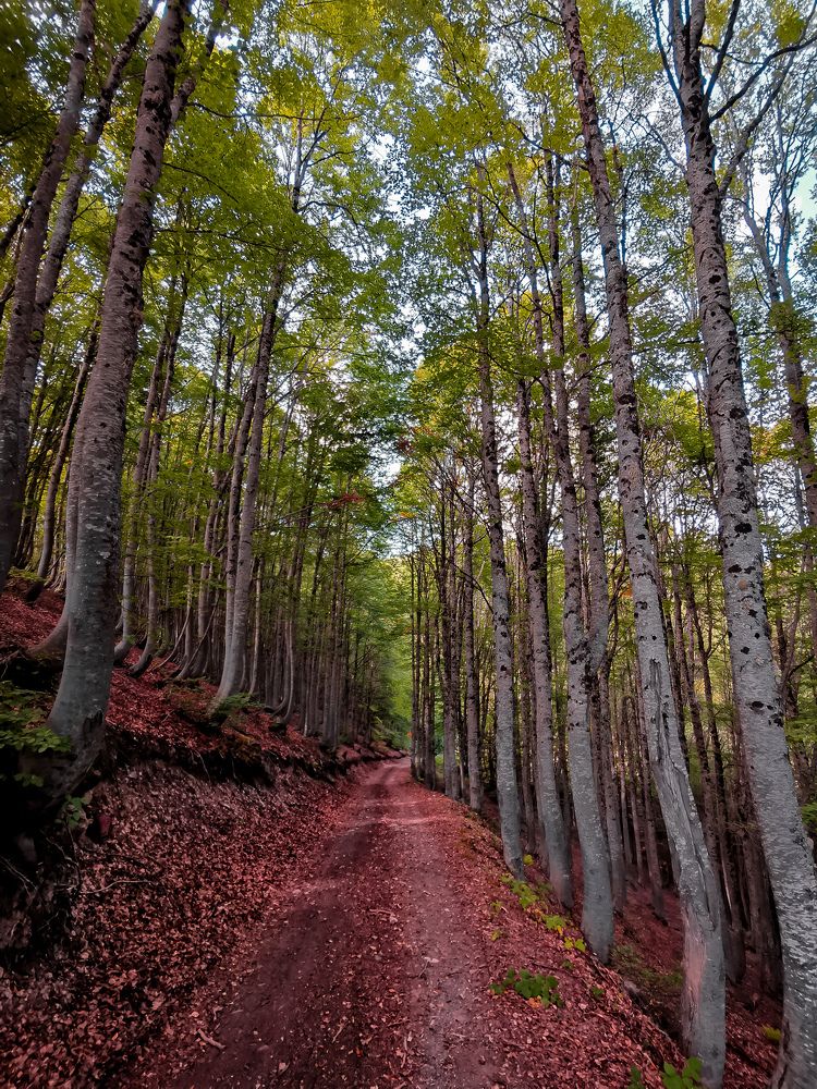 Jablanica Forest