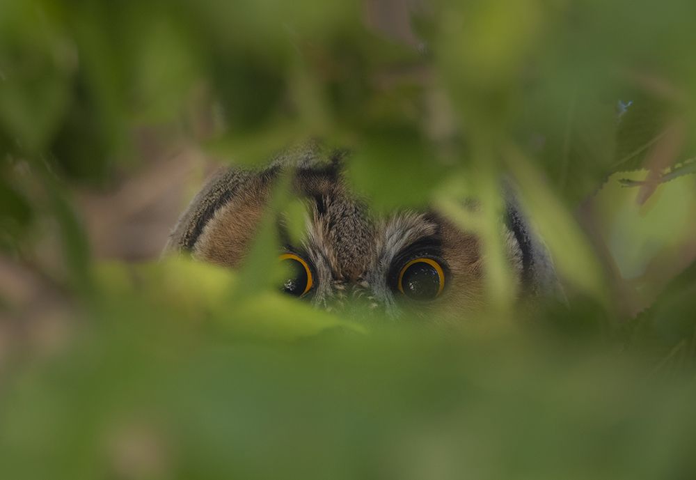 long eared owl