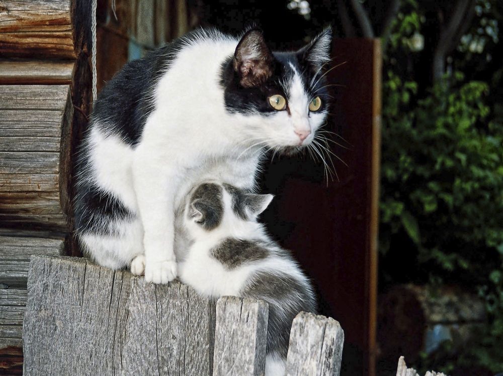 Заботливая мама