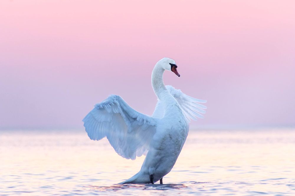 Лебедь балтии