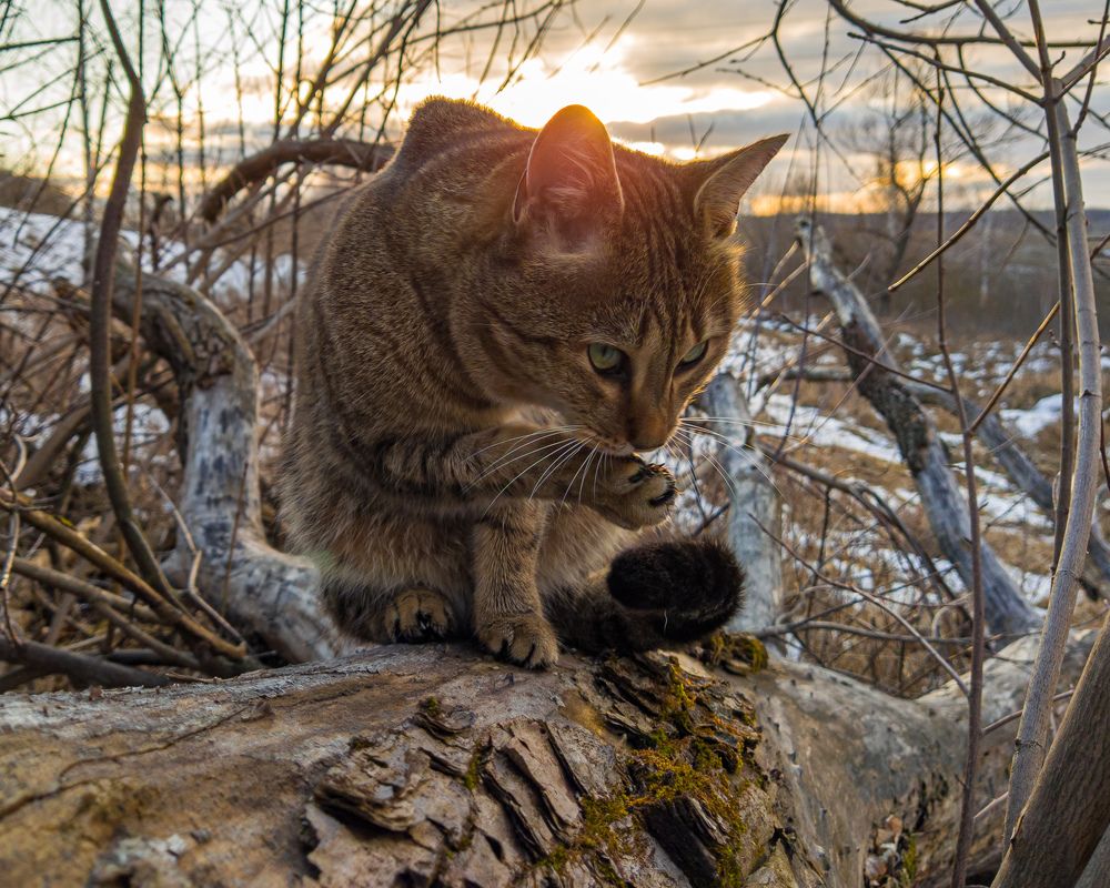 Photograph by Светлана Кондрашова