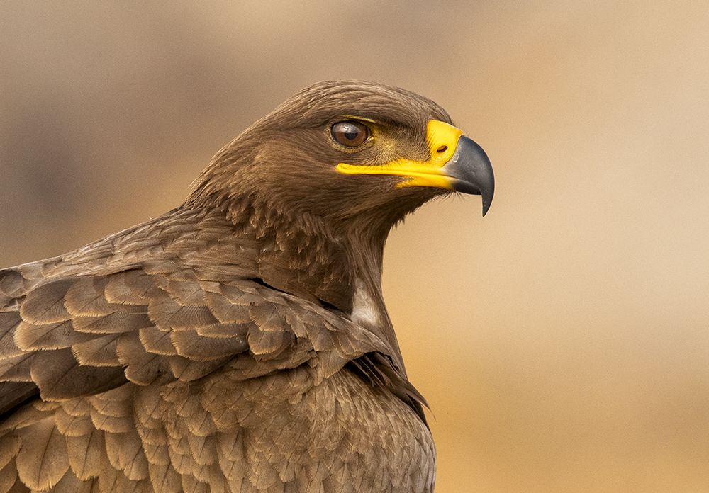 steppe eagle