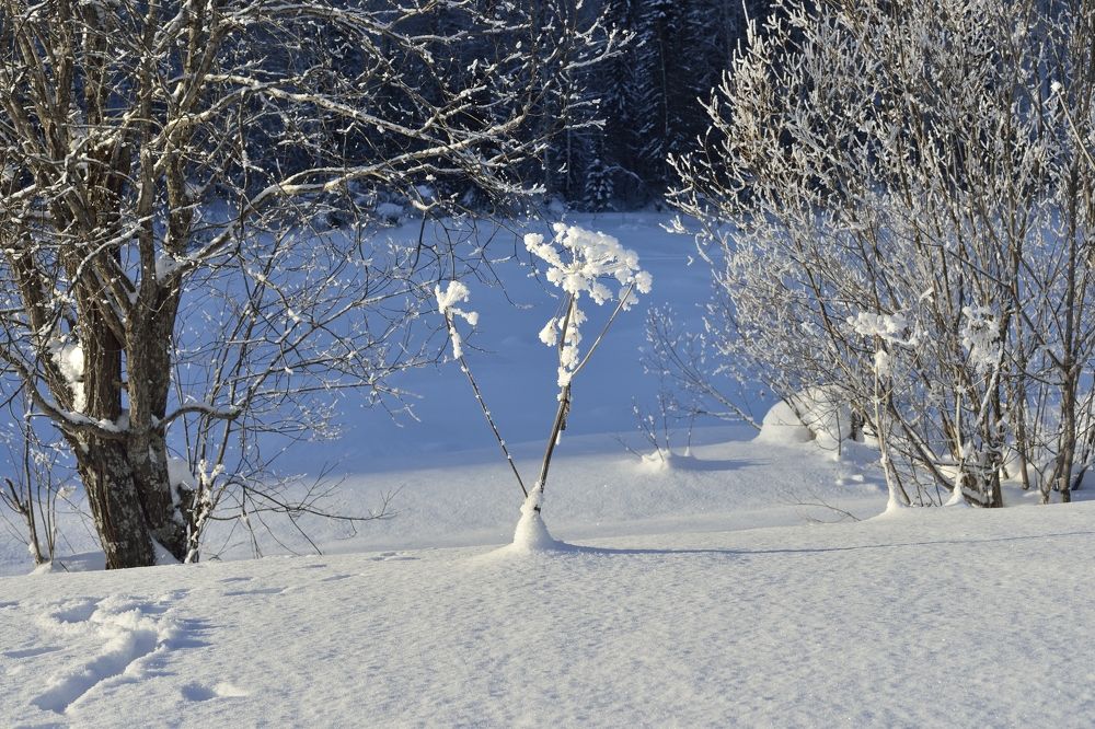 Цветы зимой