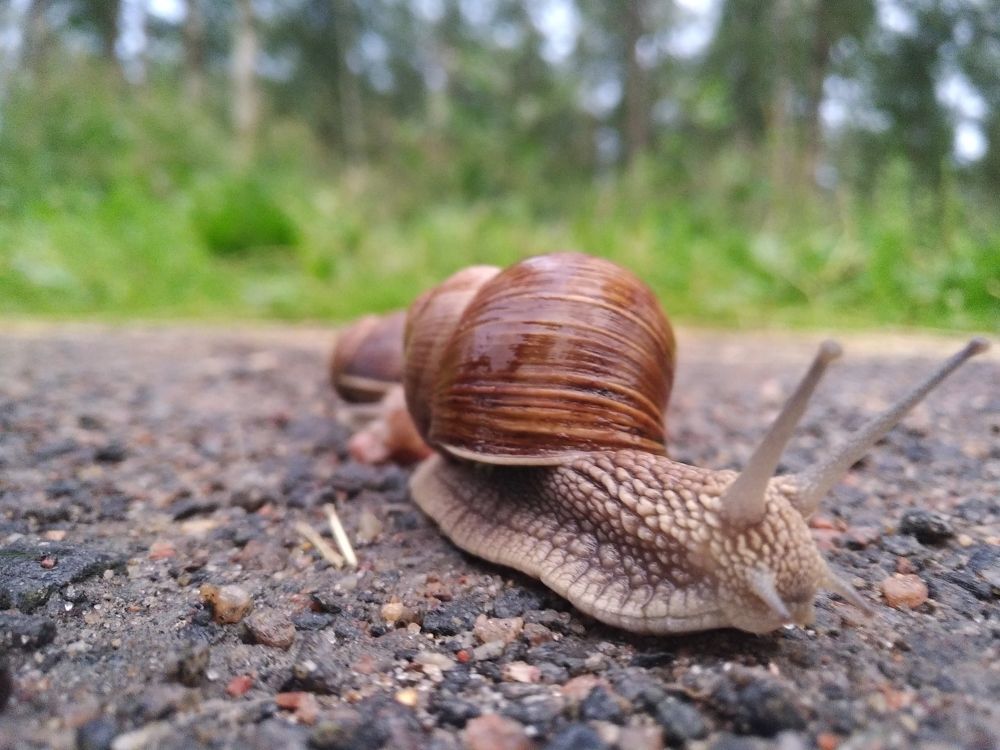 snails in the park