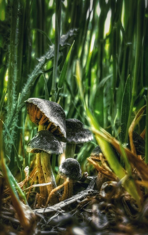 Photograph by reza keyvan