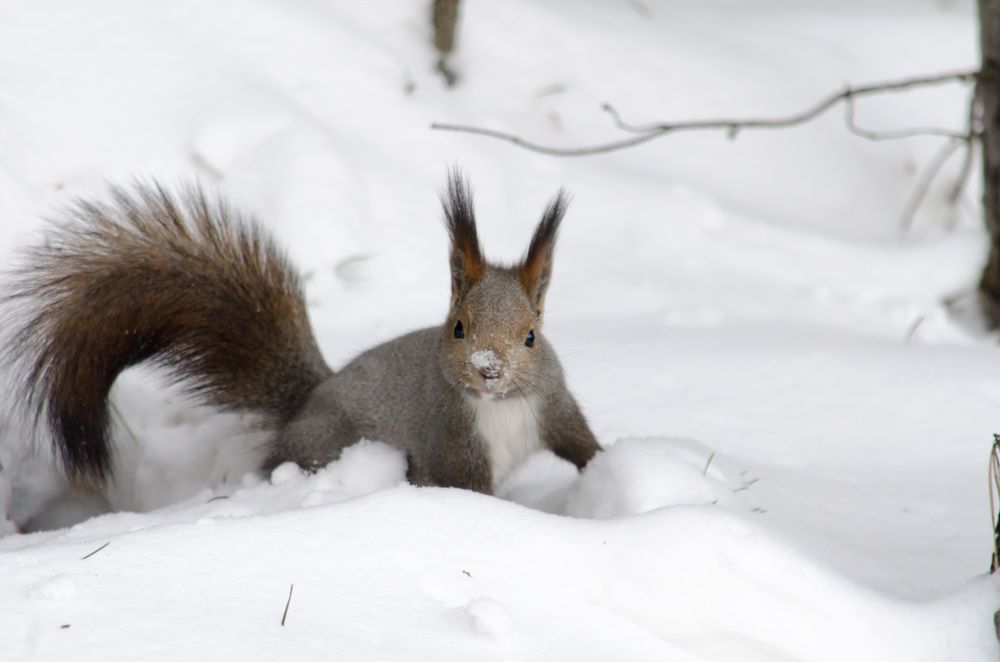 Белочка в лесу