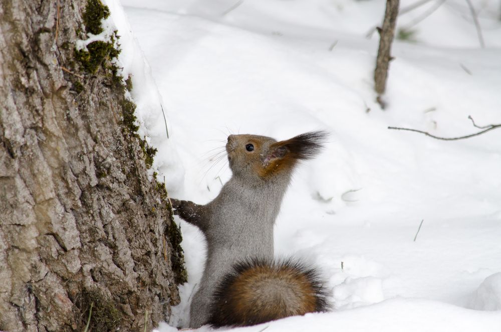 Белочка в лесу