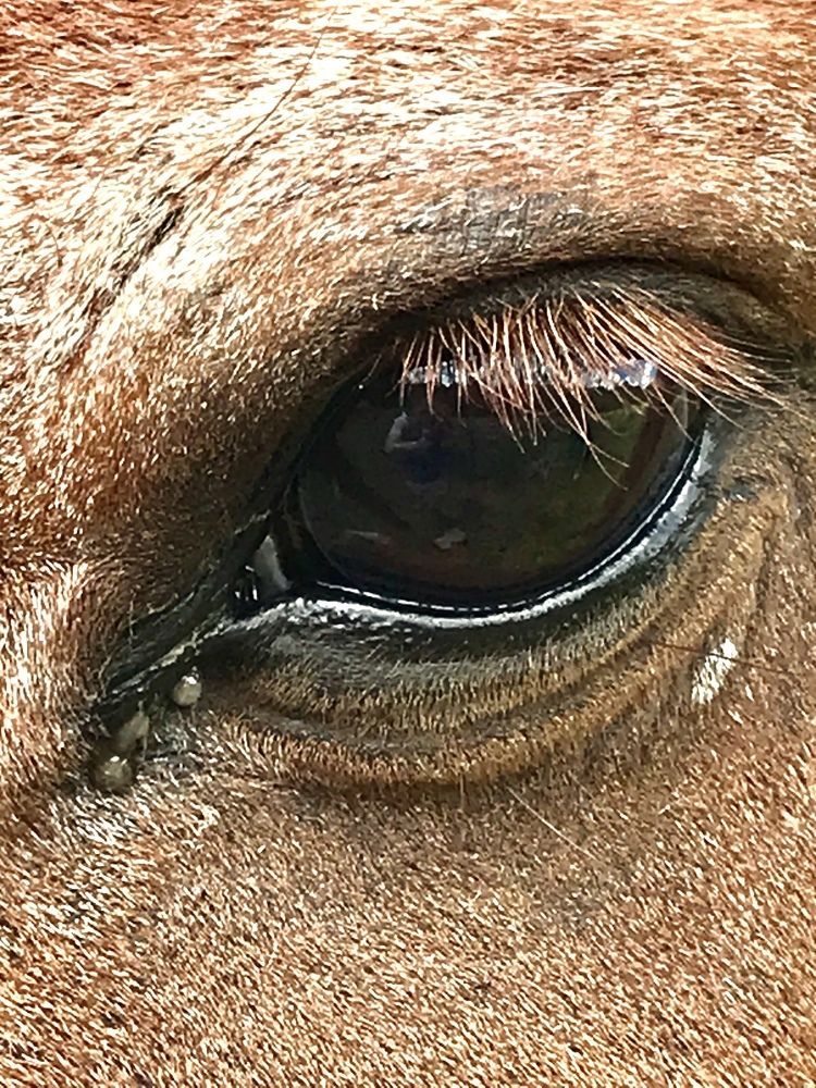 Photograph by Maria Aparecida Nogueira