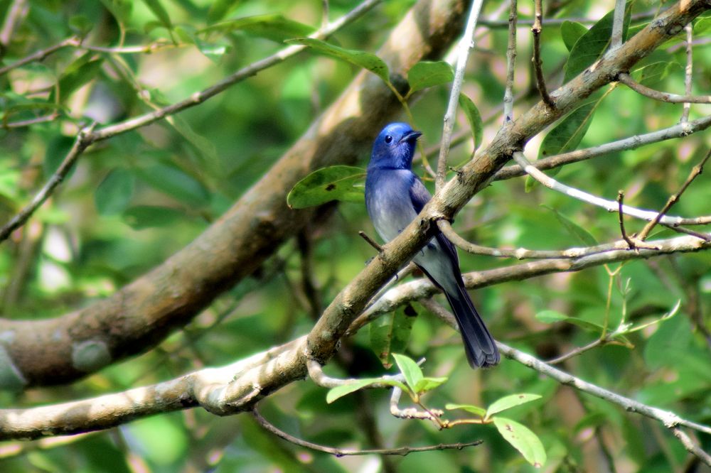 Black naped monarch