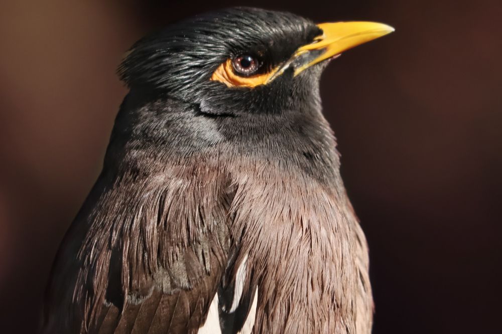 Photograph by Bapodara Sugha