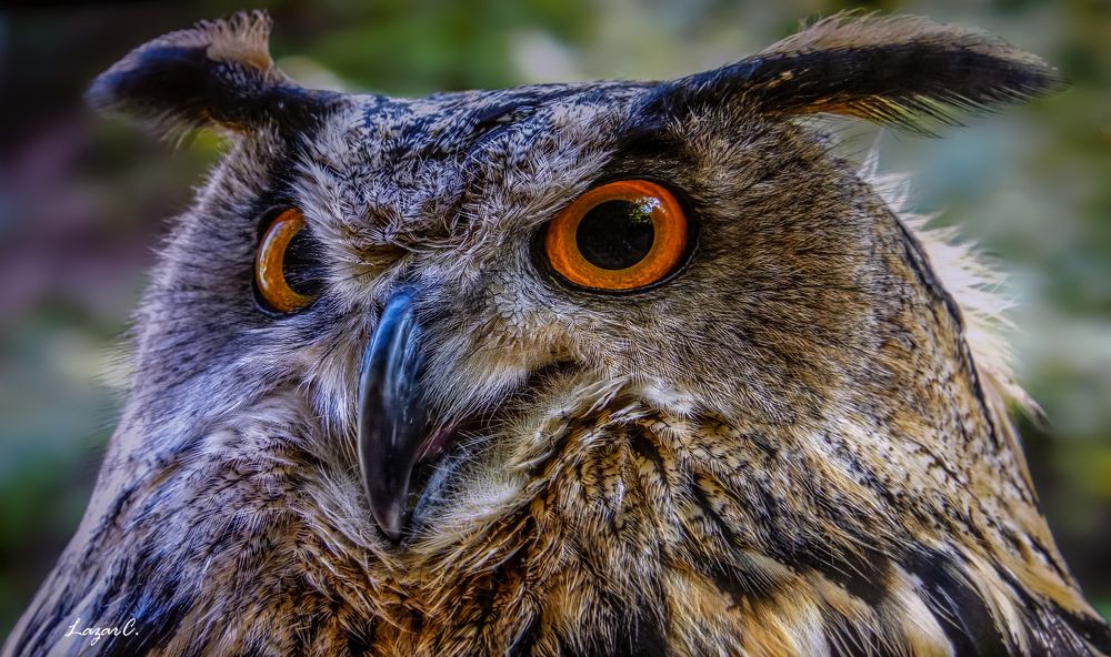 Photograph by Constantin Lazar