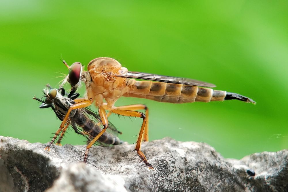 Photograph by Yanis Setiawan