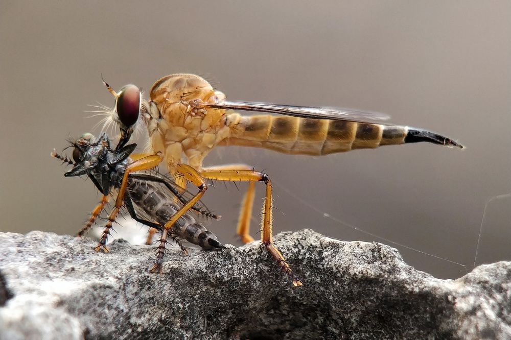 Photograph by Yanis Setiawan