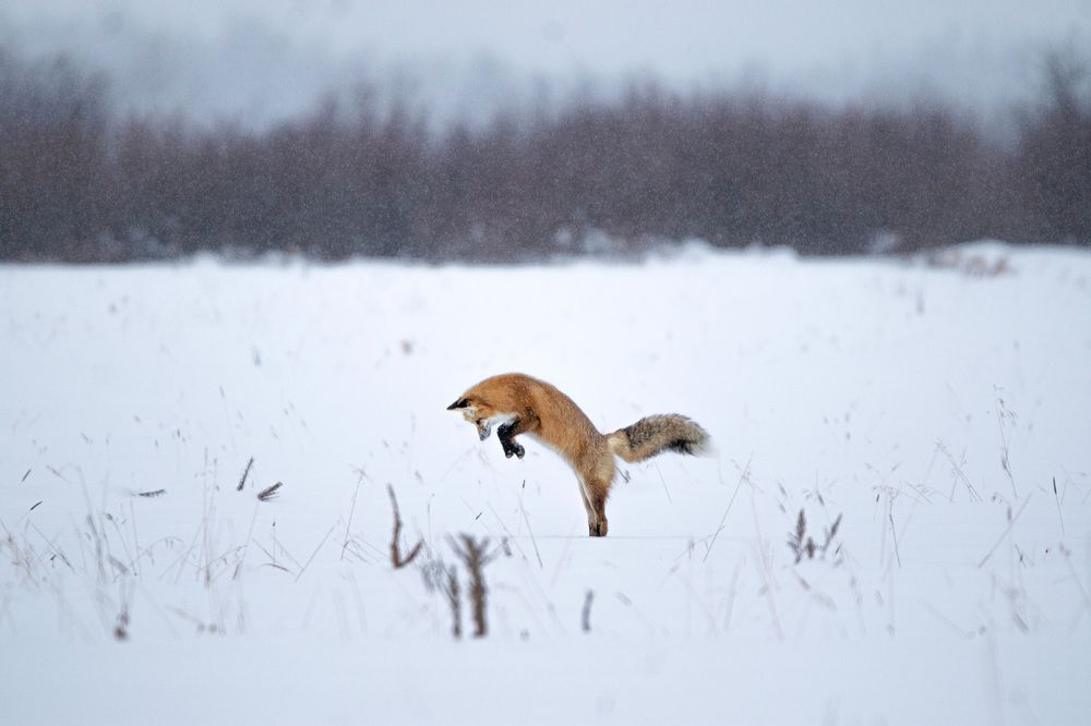 Red Fox Mousing