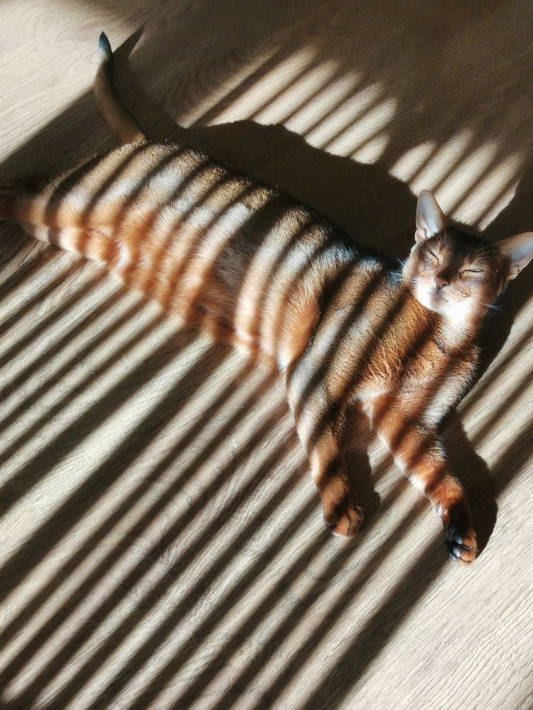 Полосатый фейс