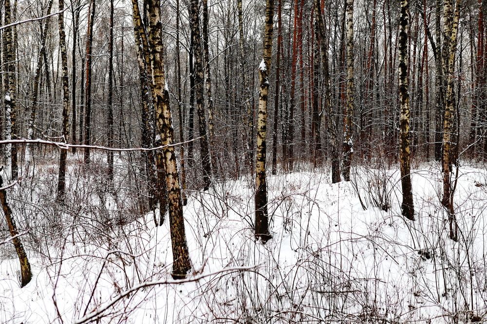 Photograph by Константин Лагоденко