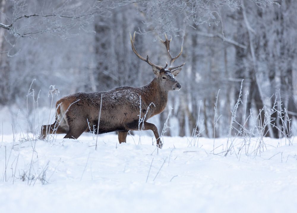 Photograph by Владимир Пакалевич
