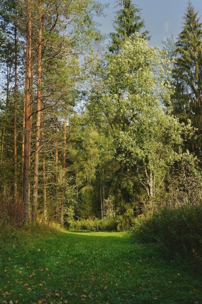 Бархат зелёного ковра.