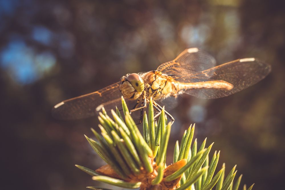 Photograph by Илья Десна