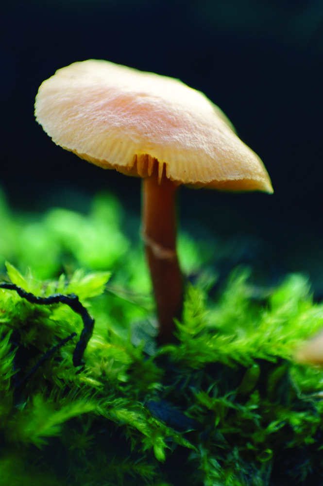 Somewhere in the swamp.