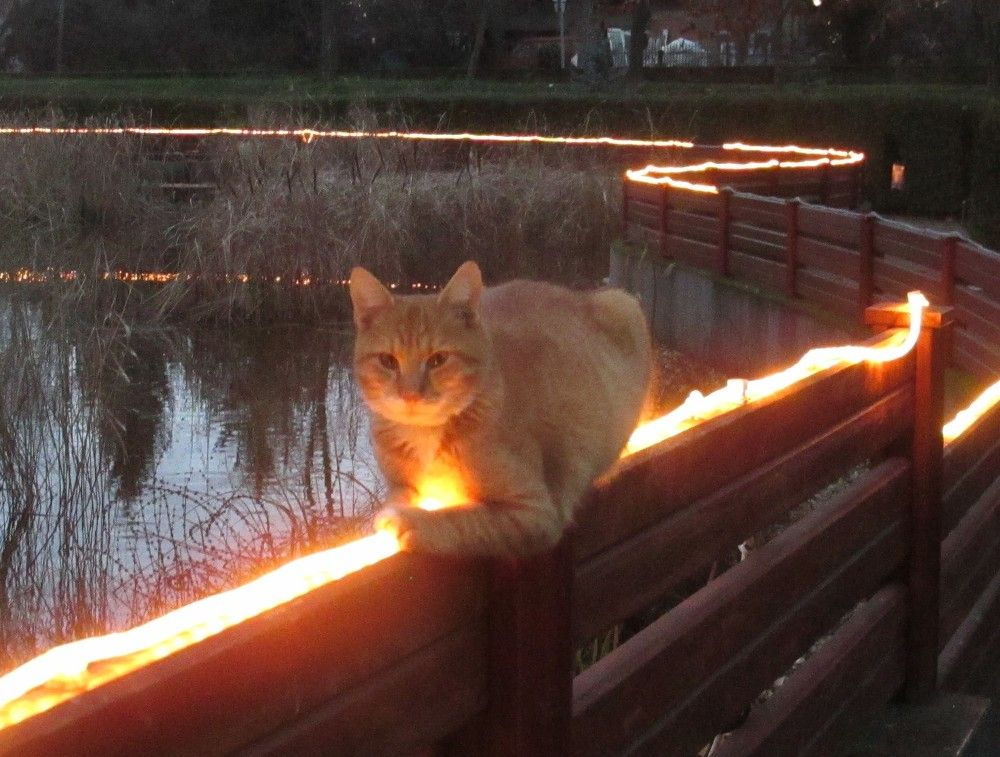 Photograph by Anna Szakacs