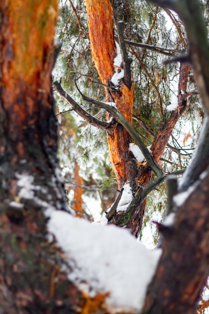 Peeking at the nude tree