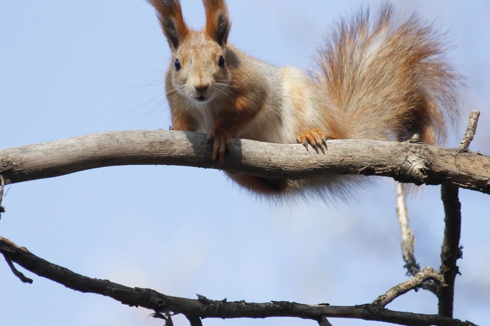 Удивленный бельчонок