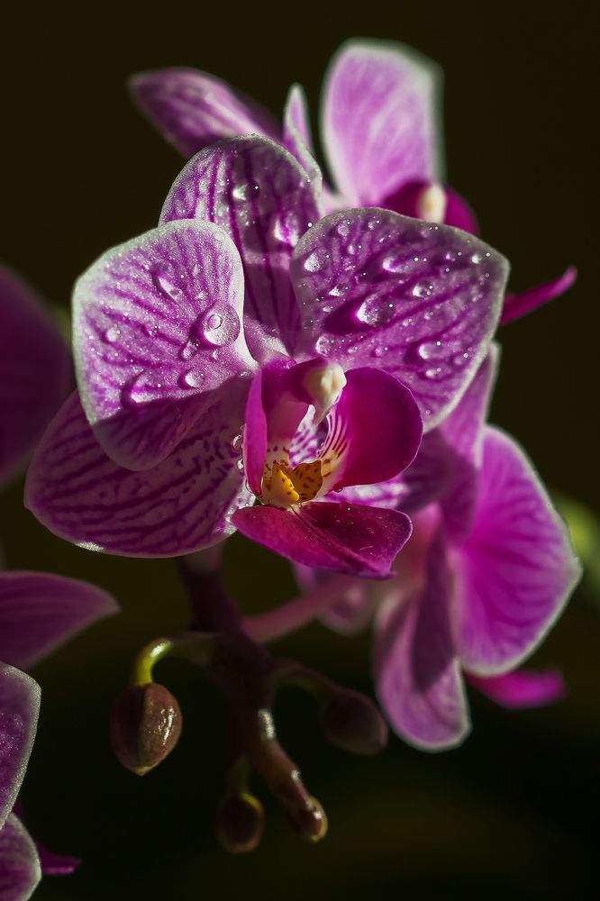 Photograph by Ольга Колобова