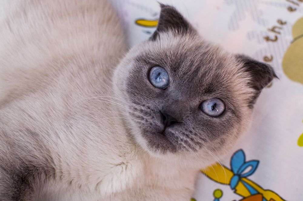 Фотография автора Наталия Шарова