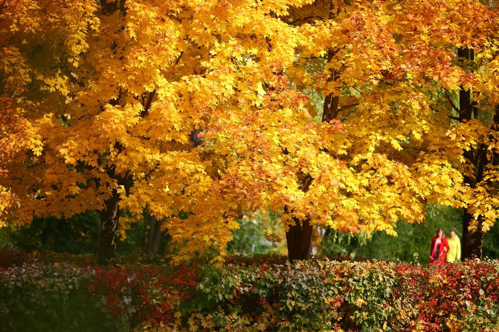 Photograph by Олеся Хафизова