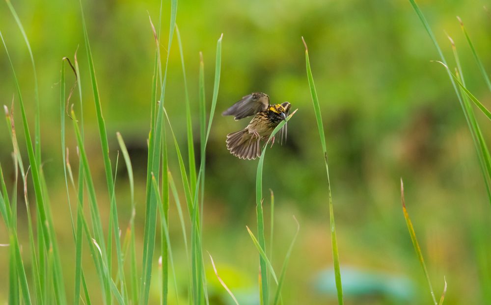 Civil engineer in Action