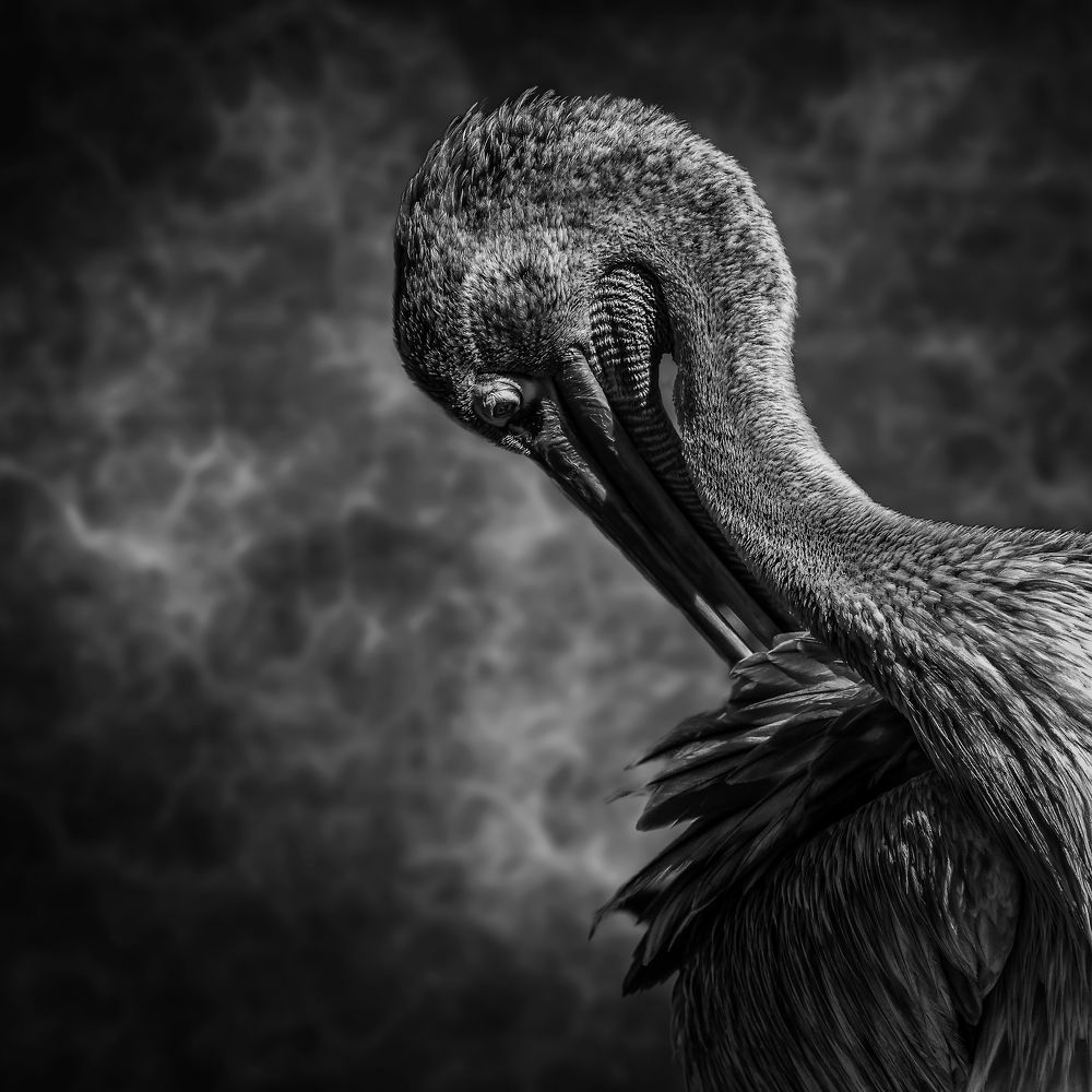 Photograph by Shaker Alwarsh