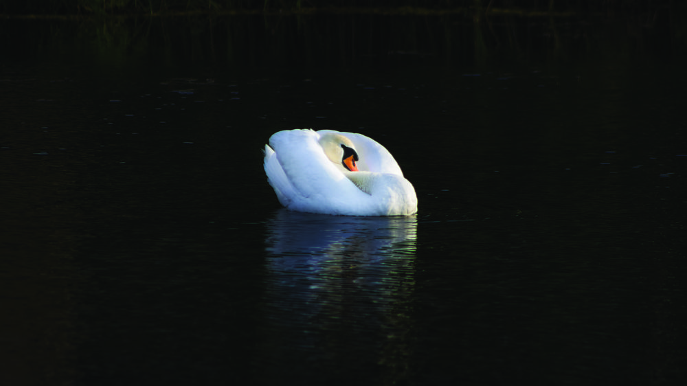 Swan in the pond.