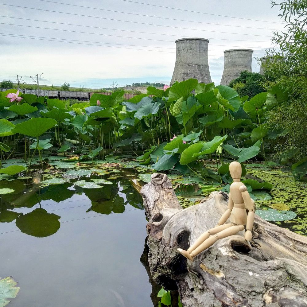 Озеро лотосов на ГРЭС.