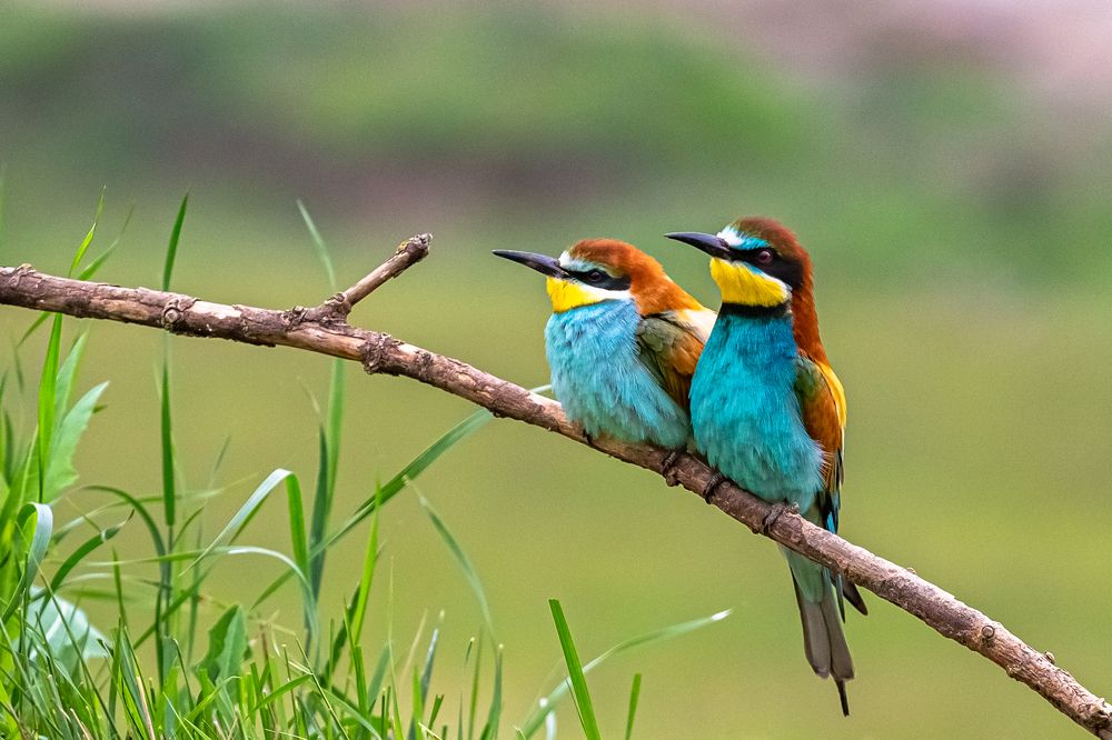 Photograph by Tamas Vargyasi