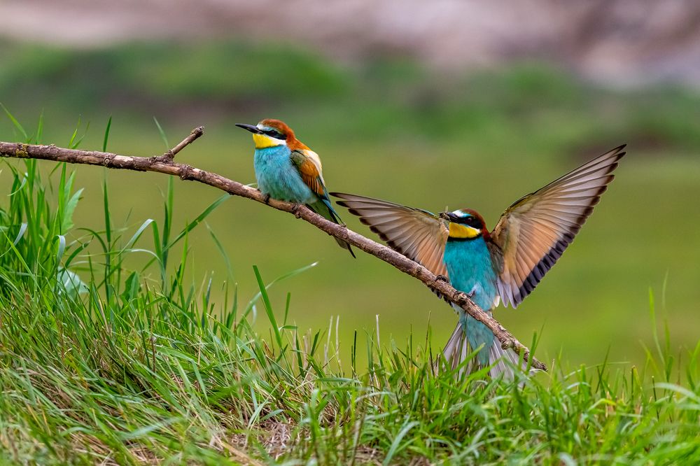 Photograph by Tamas Vargyasi