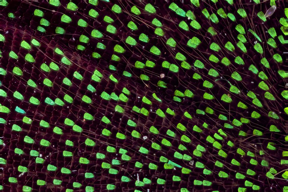 Butterfly wing scales