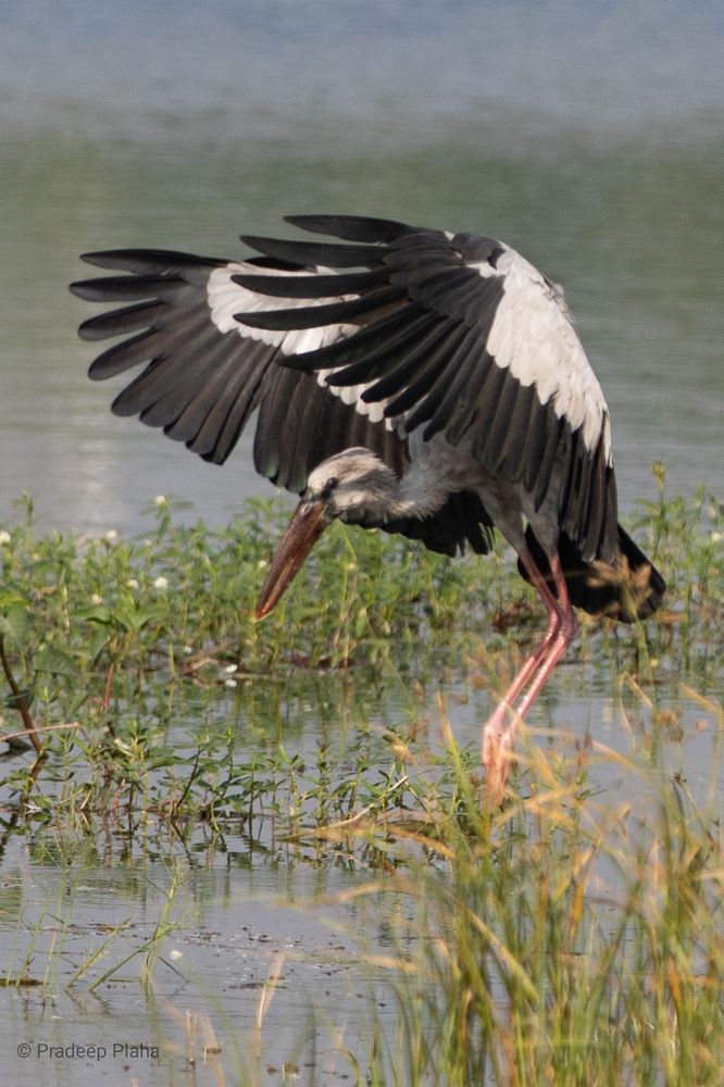 White Stork landing.