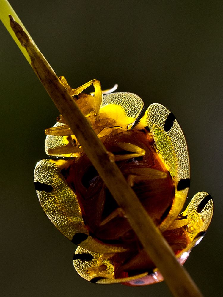 Photograph by Anirban Dutta