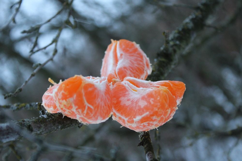 Из жизни мандарина