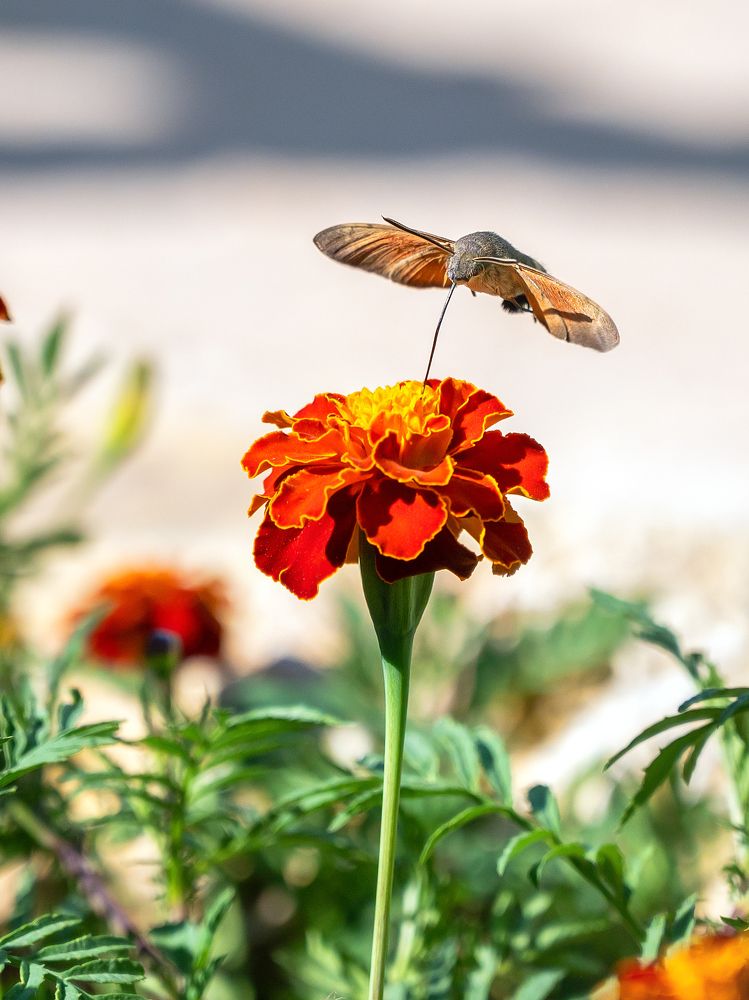 Полевой колибри