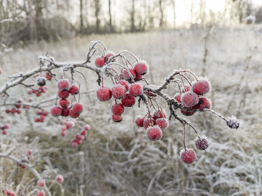 Photograph by Светлана Кондрашова