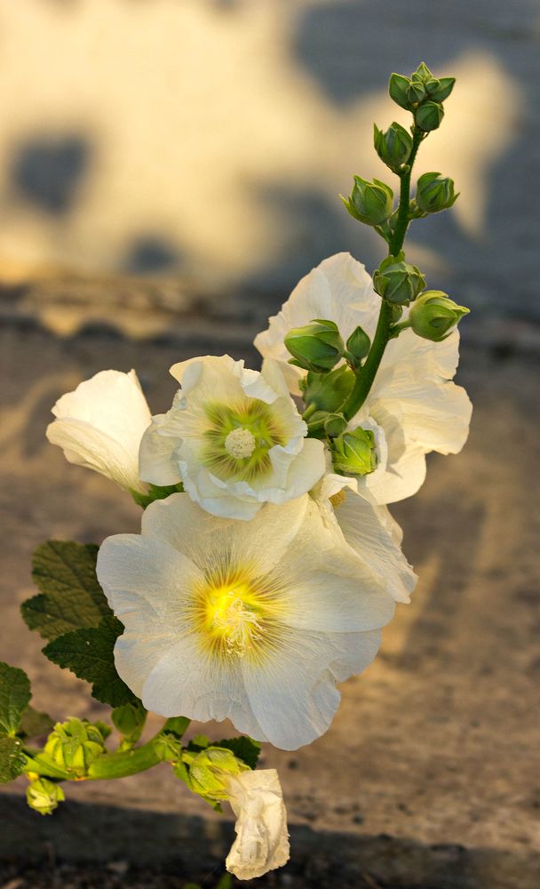 Photograph by Юрий Яковлев