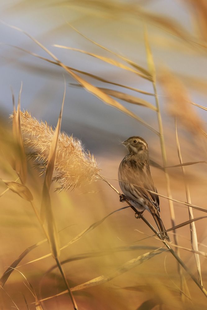 Овсянка камышовая