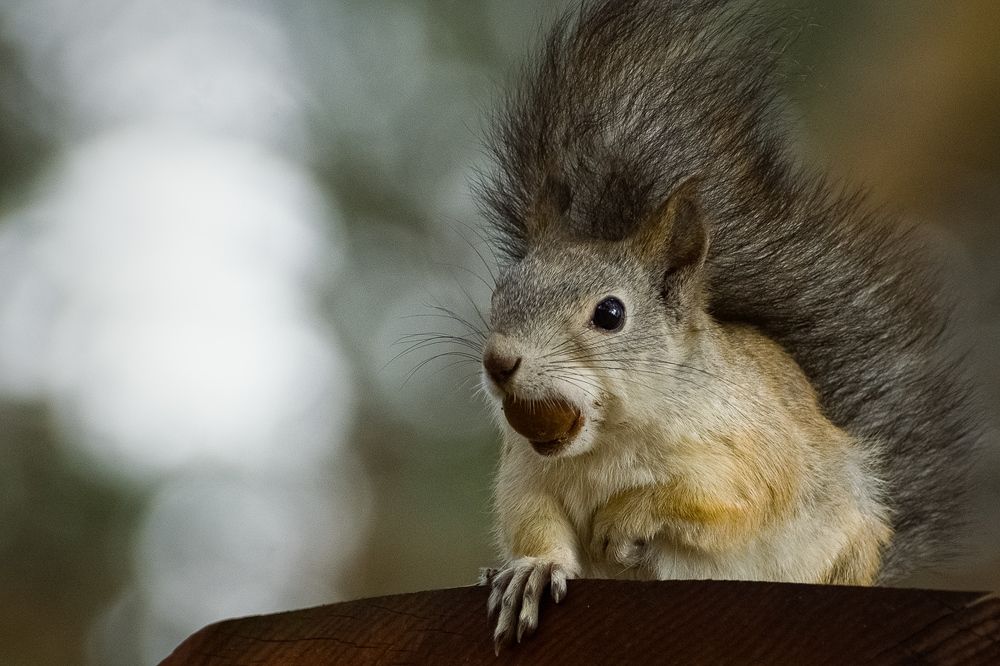 подфартило.