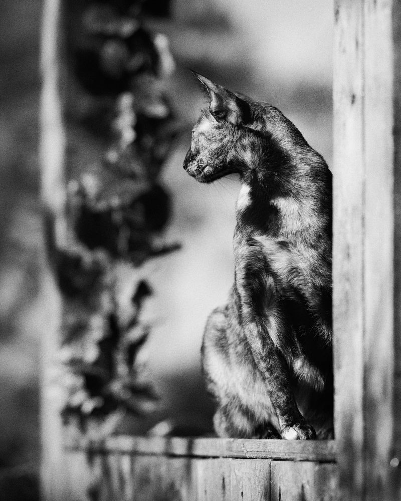 Photograph by Вадим Сигаев