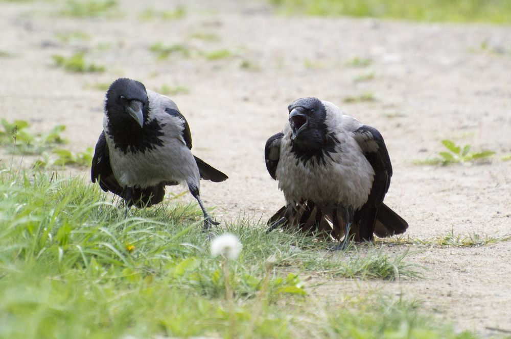 Photograph by Мария Долбич