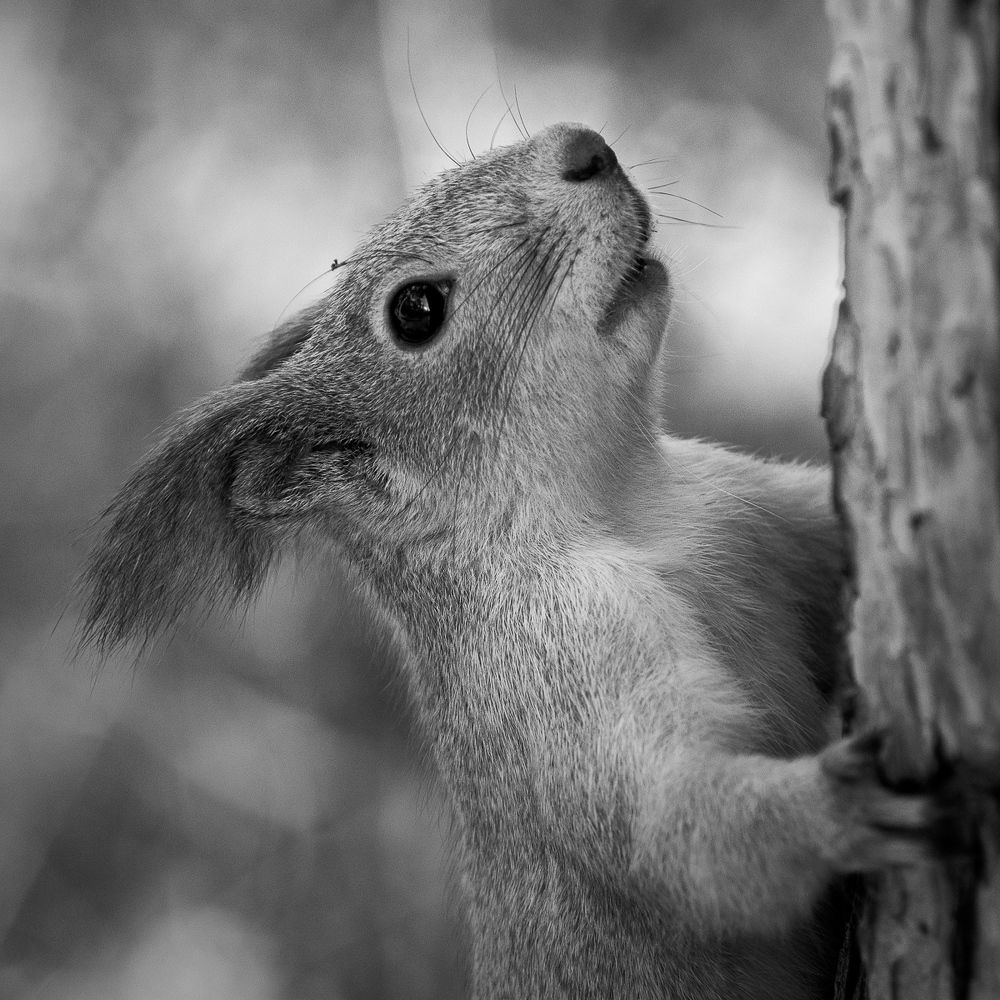 Фотография автора Анатолий Гриних