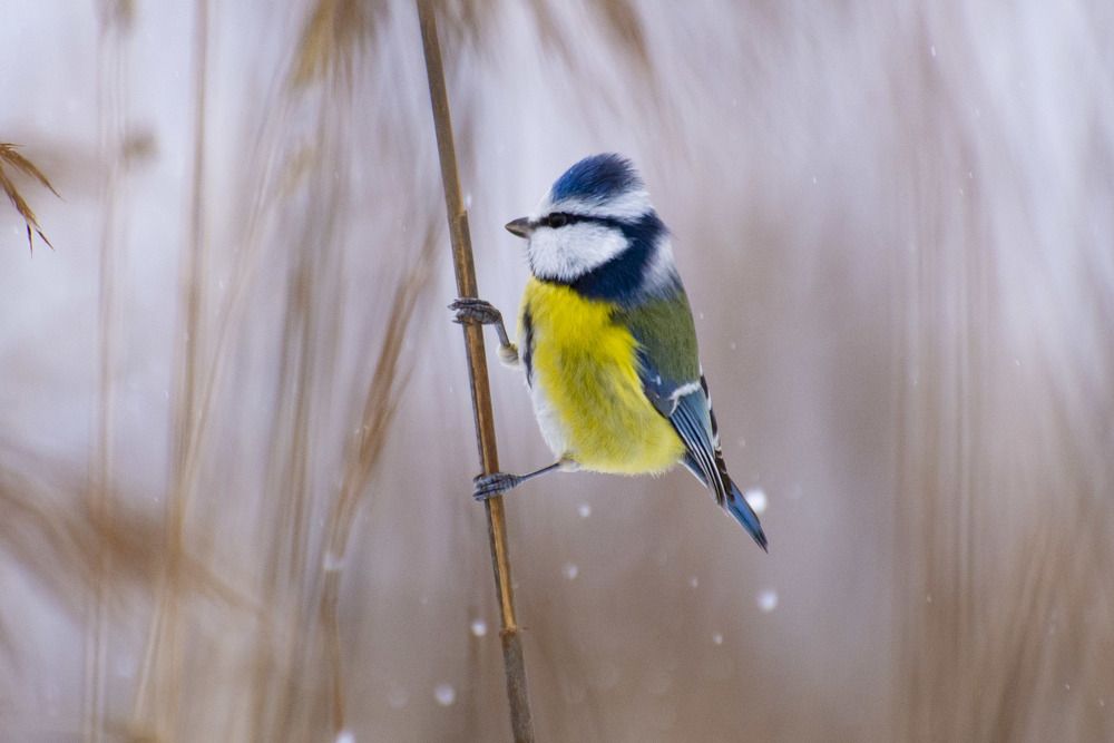 Photograph by Мария Долбич